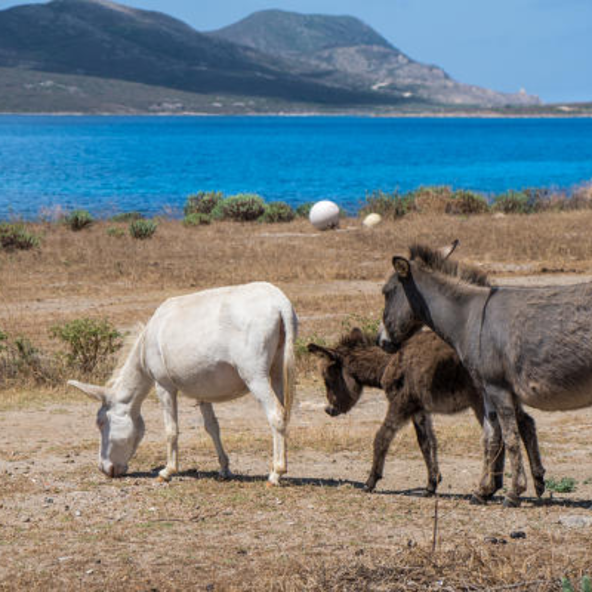 Catamaran Tour to Prison Island Asinara