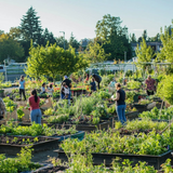 Farm-to-Wellness in the Secret Gardens of Health