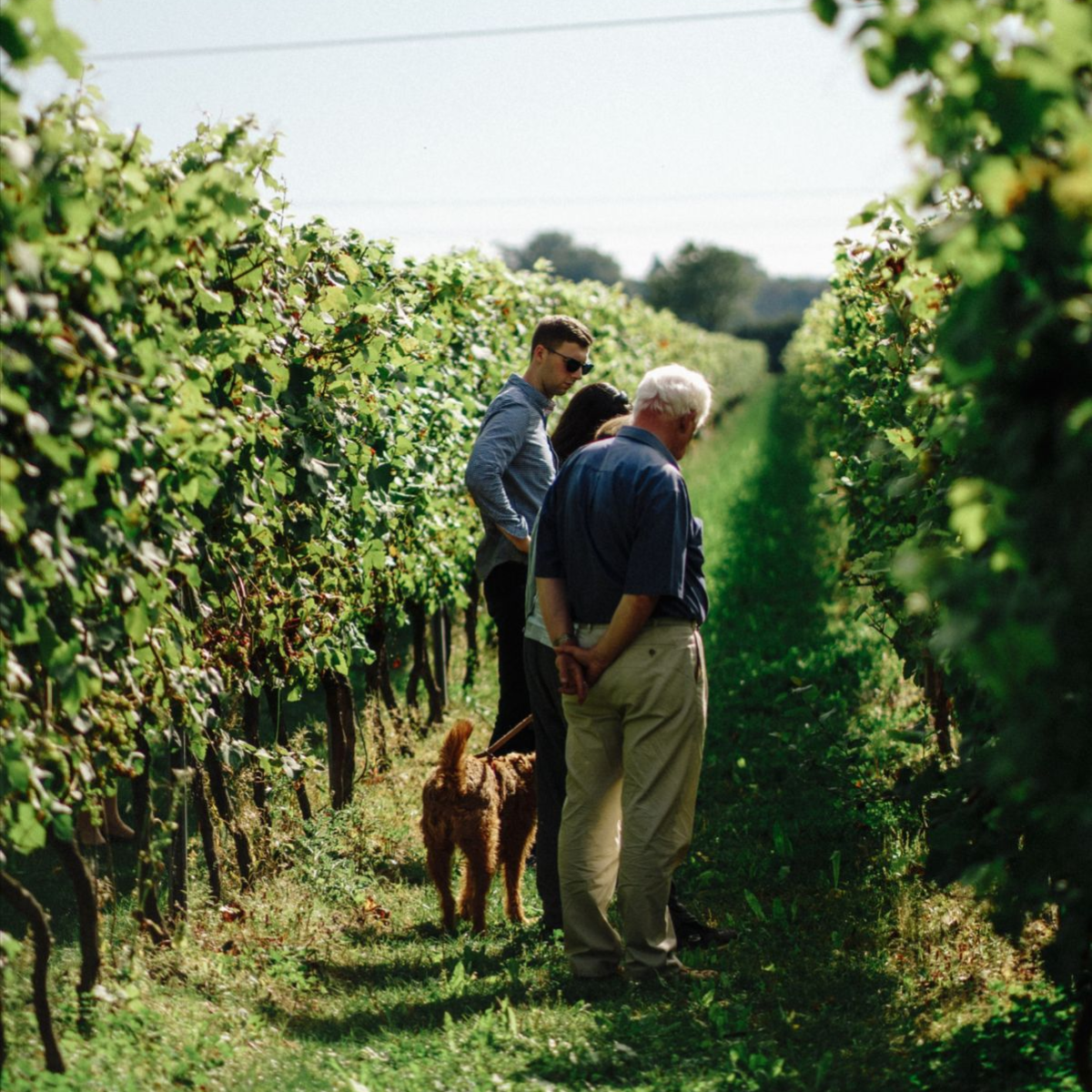 Exclusive Vineyard Exploration with Open Air Dinner